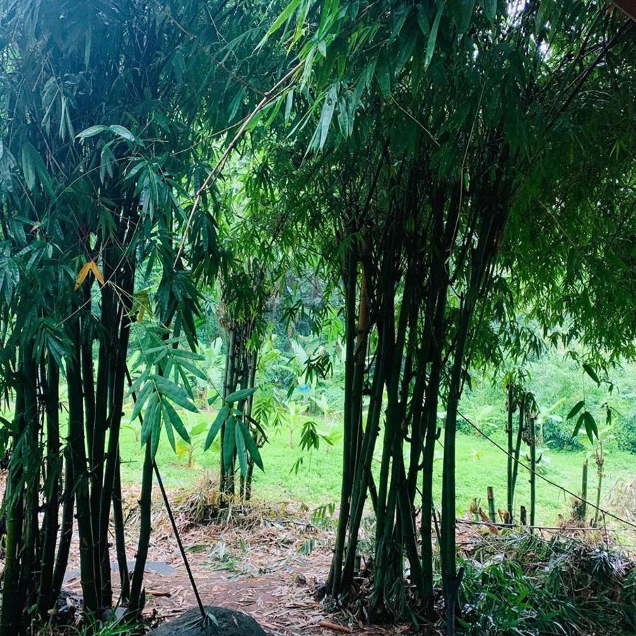 Hotel สวนฉัน Igarden Ban Pang Champi Exterior foto